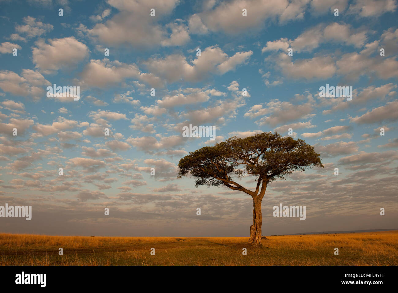 Ficus arbre et ciel du matin ; le Masai Mara, Kenya. Banque D'Images