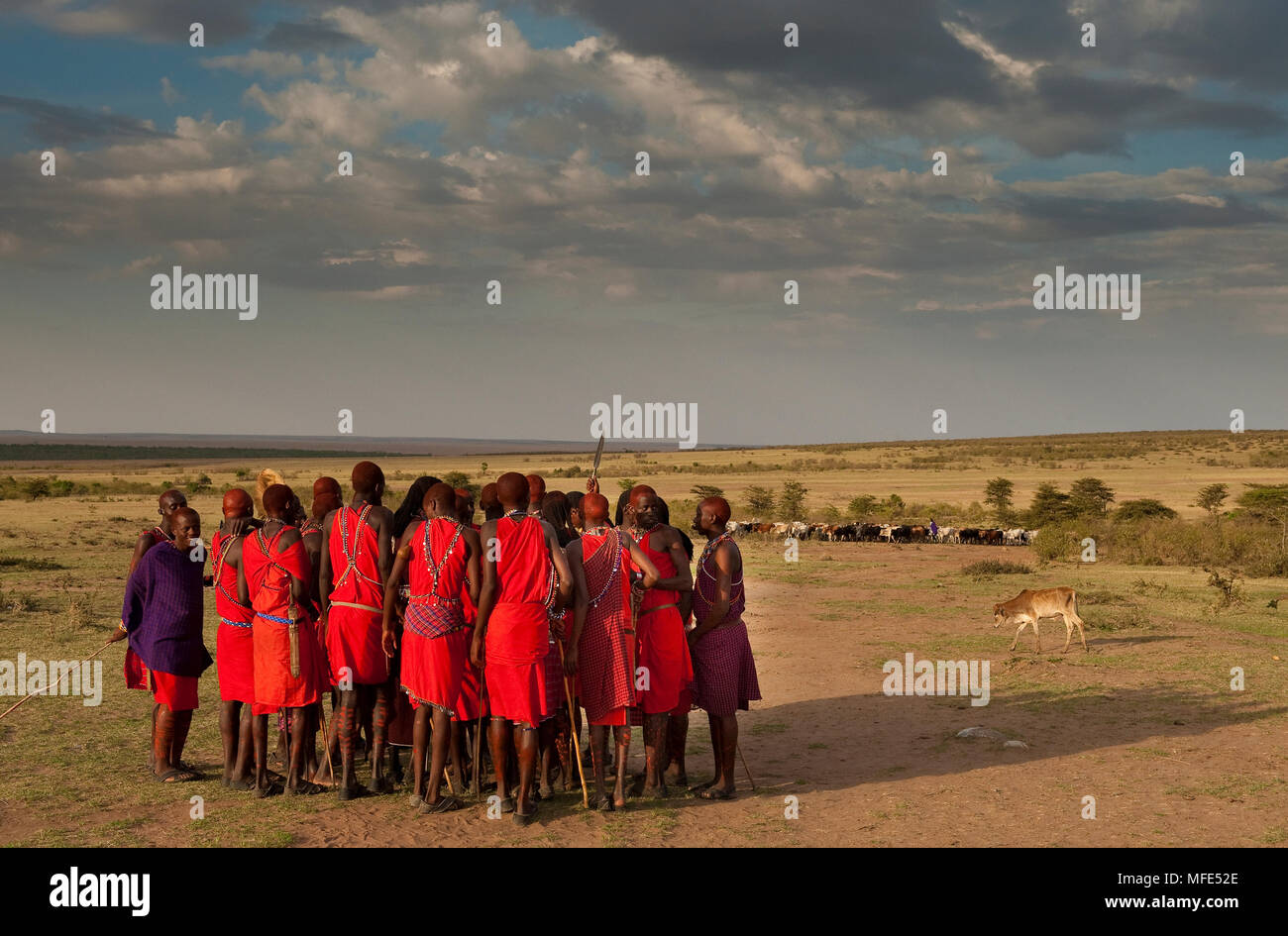 Les hommes Masai démarrage d'une danse, Masai Mara, Kenya. Banque D'Images