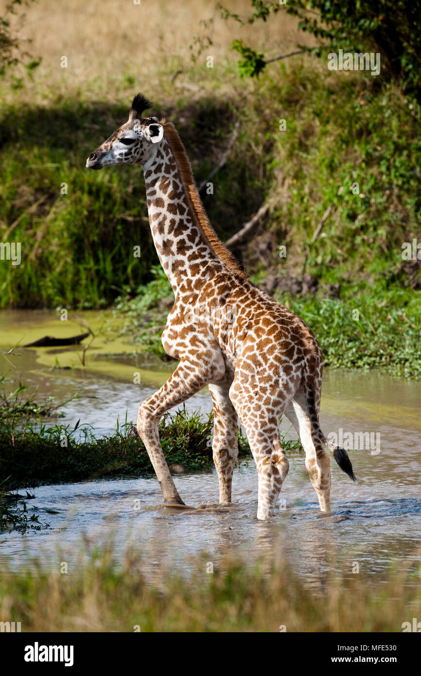Les jeunes, la Girafe Girafe Girafe commun ; le Masai Mara, Kenya. Banque D'Images
