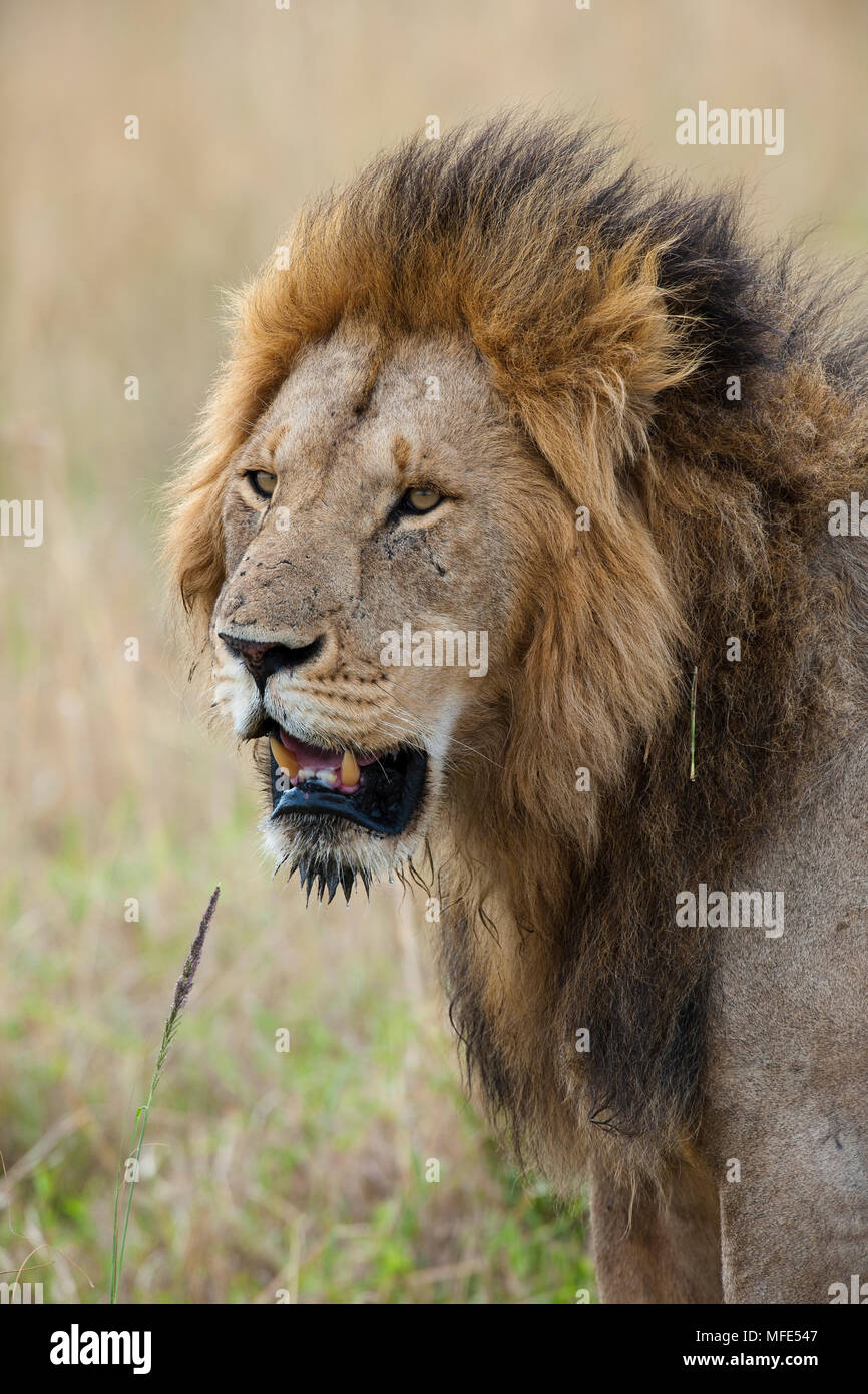 Homme Lion, Panthera leo, Masai Mara, Kenya. Banque D'Images