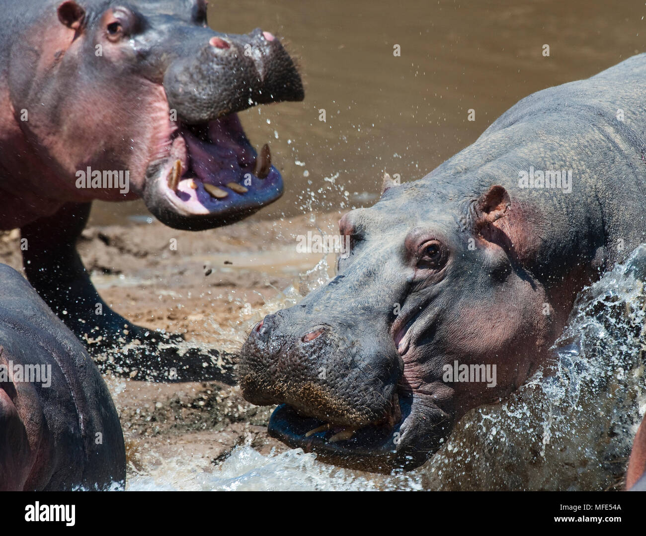 Les hippopotames ont un désaccord ; Hippopotamus amphibius, Masai Mara, Kenya. Banque D'Images