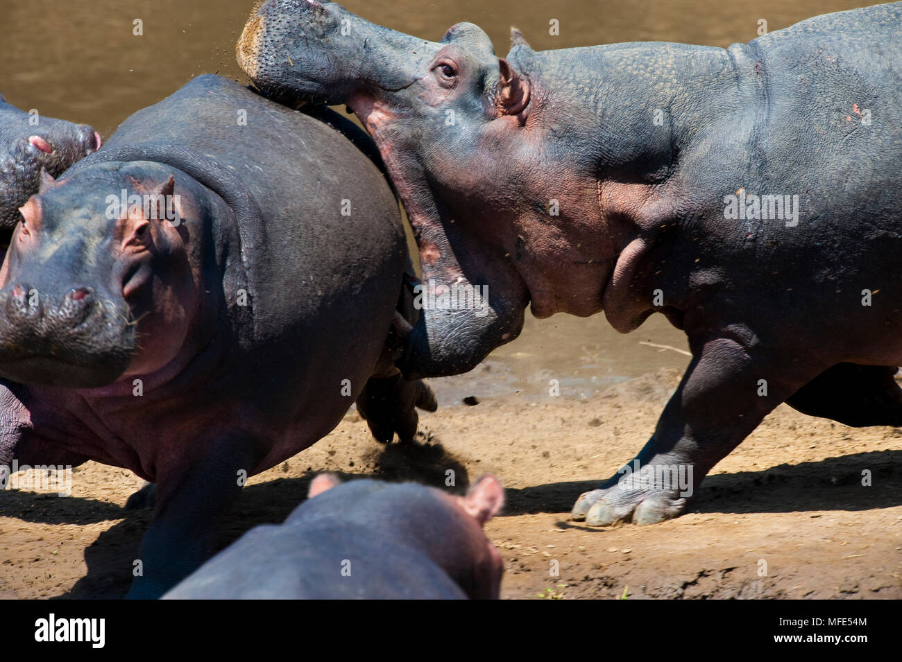 Les hippopotames ont un désaccord ; Hippopotamus amphibius, Masai Mara, Kenya. Banque D'Images