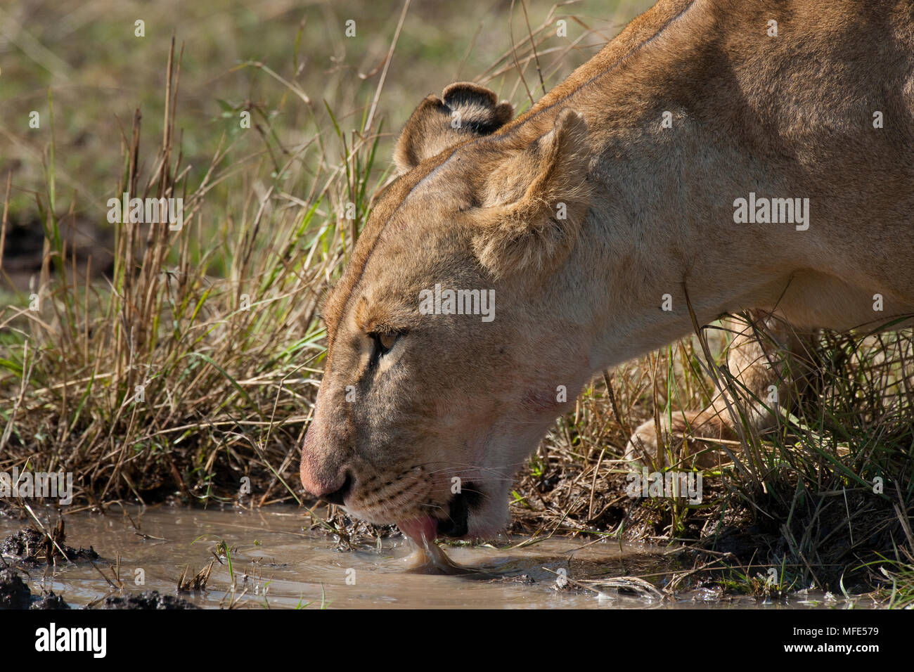 Une lionne de boissons dans une piscine boueuse ; Pantera leo, Masai Mara, Kenya. Banque D'Images