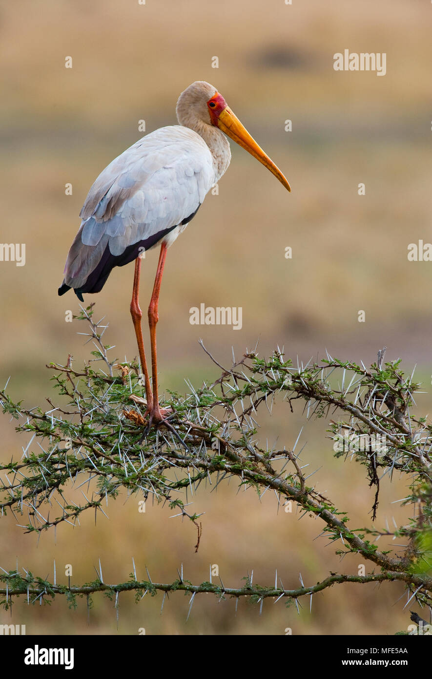 Une cigogne à bec jaune se trouve dans un acacia treee ; Ibis ibis, Masai Mara, Kenya. Banque D'Images
