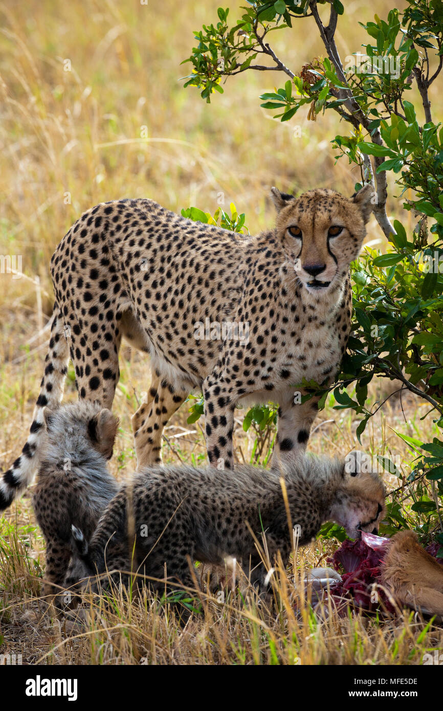 Une femelle Guépard et ses petits fête sur un kill ; Acinonyx jubatus, Masai Mara, Kenya. Banque D'Images