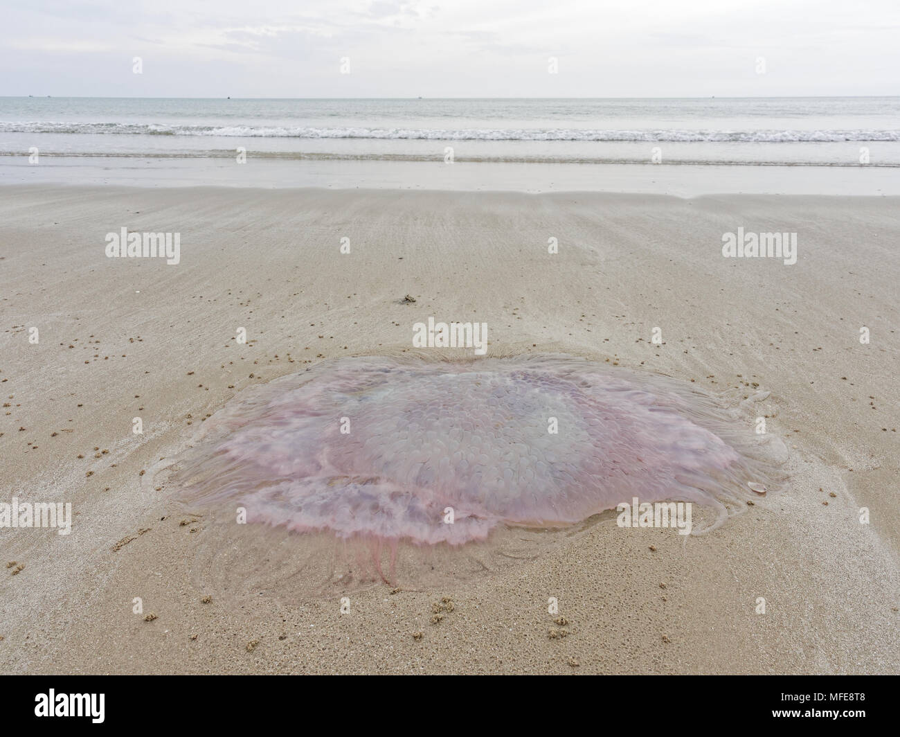 Méduse morte rose avec plus de réflexion sur la plage de sable avec vue sur la mer et le fond de ciel, utilisé comme arrière-plan dans la nature ou thème du tourisme Banque D'Images