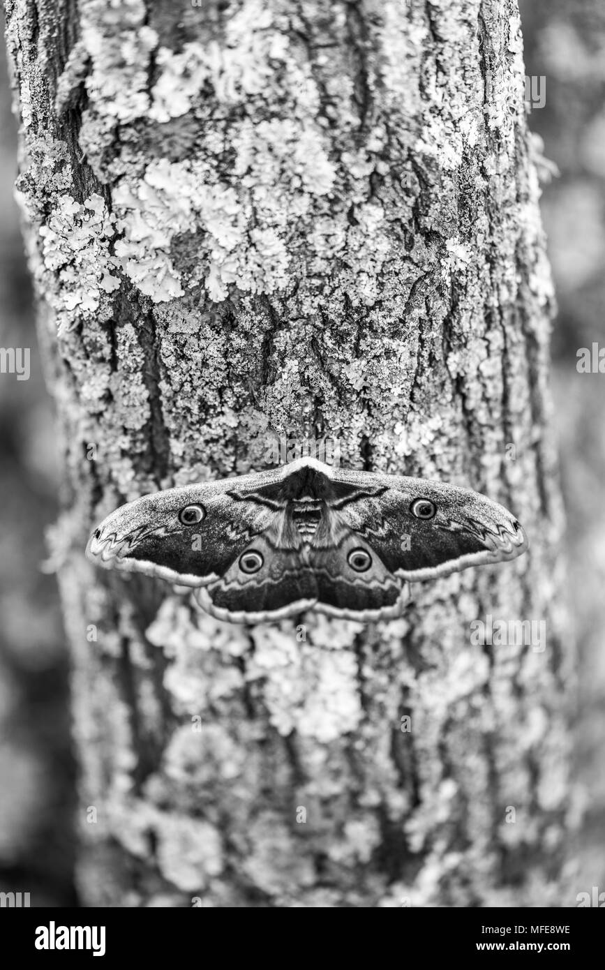 Papillon PAON GÉANT - GRAN PAVON o PAVON NOCTURNO (Saturnia pyri), également appelée la grande peacock moth, espèce d'empereur géant, ou l'empereur de Vienne, la Sierra Banque D'Images