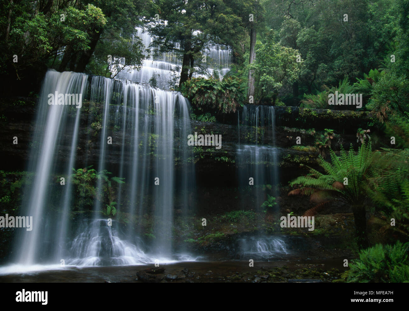 RUSSELL FALLS dans la forêt tropicale du Parc national du mont Field, Tasmanie, Australie Banque D'Images
