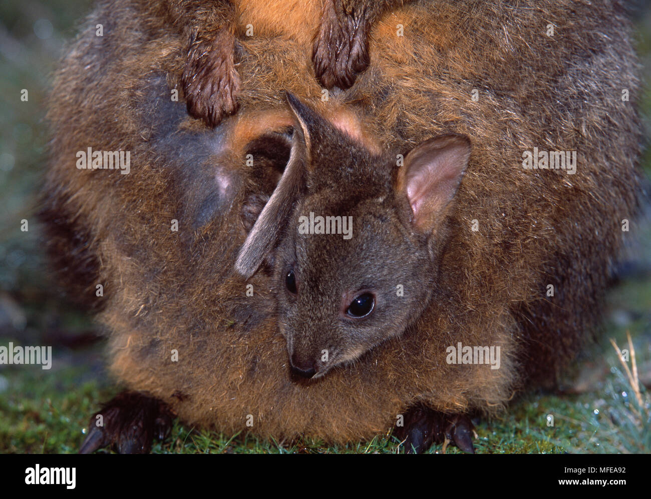 Calliste DOS-bleu de Tasmanie joey dans pouch Tangara billardierii Cradle Mountain National Park, Tasmanie, Australie Banque D'Images