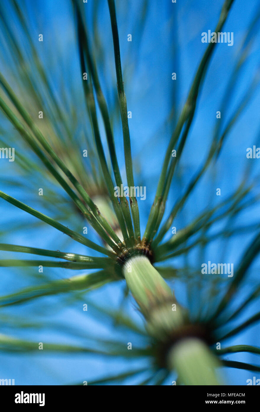 Détail de la tige de prêle Equisetum sp. Seattle, Washington, États-Unis, également appelé Rush présentés sous d' Banque D'Images