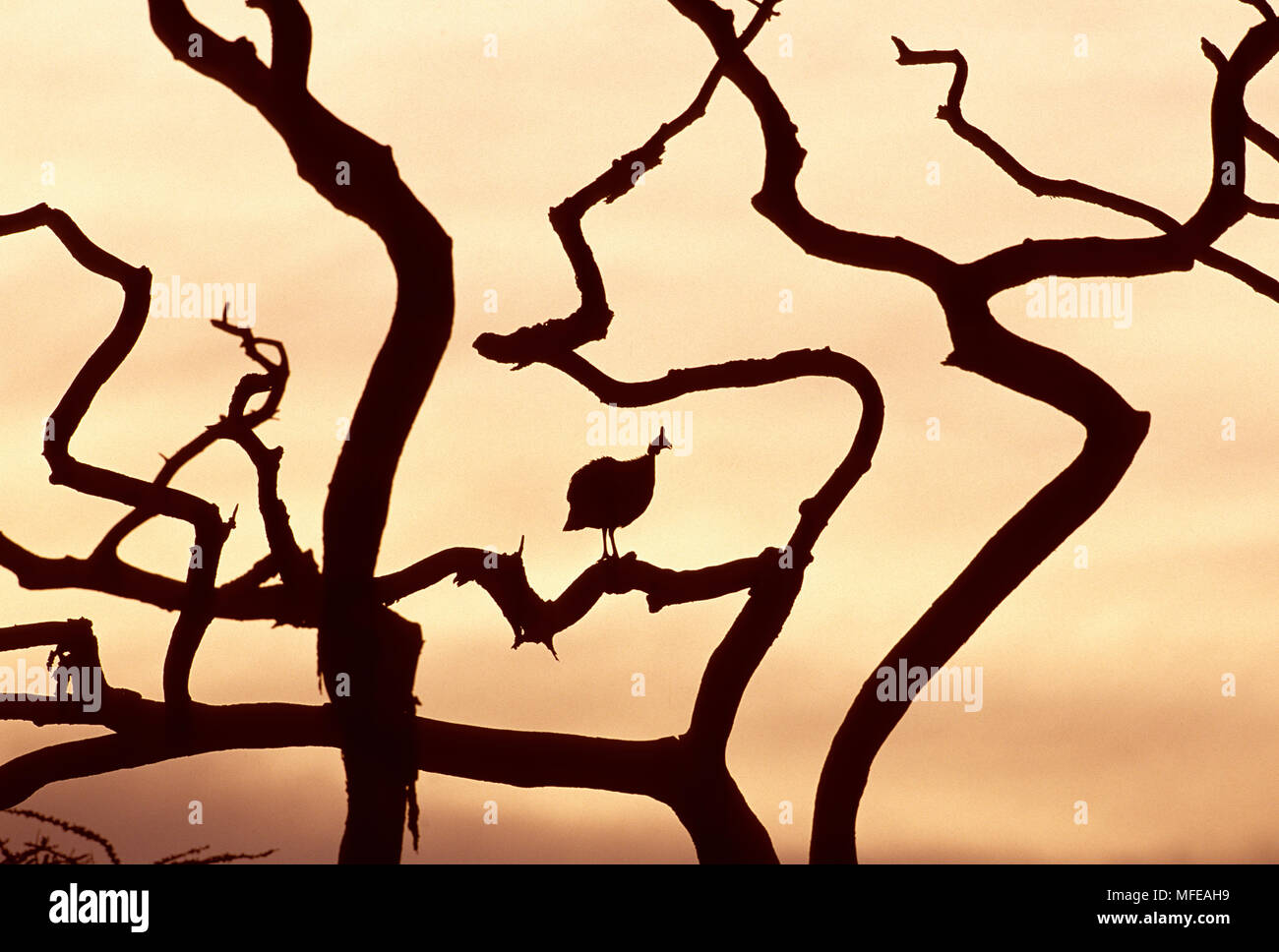 Pintade de Numidie Numida meleagris arbre dans le Parc National du Serengeti, Tanzanie. Banque D'Images