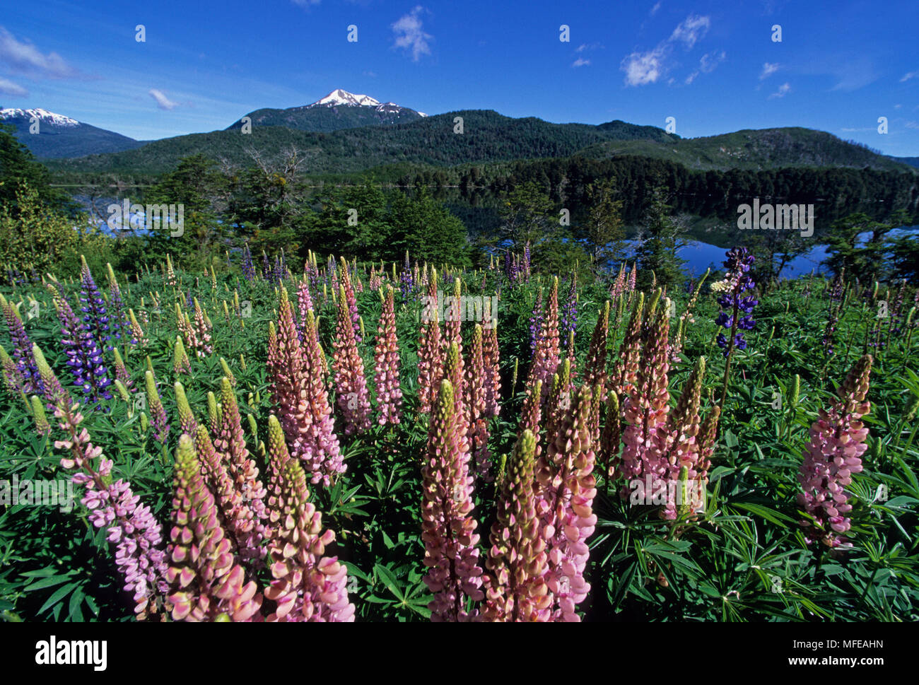 Les lupins sauvages du Parc National Nahuel Huapi, près de Bariloche, Patagonie, Argentine Banque D'Images