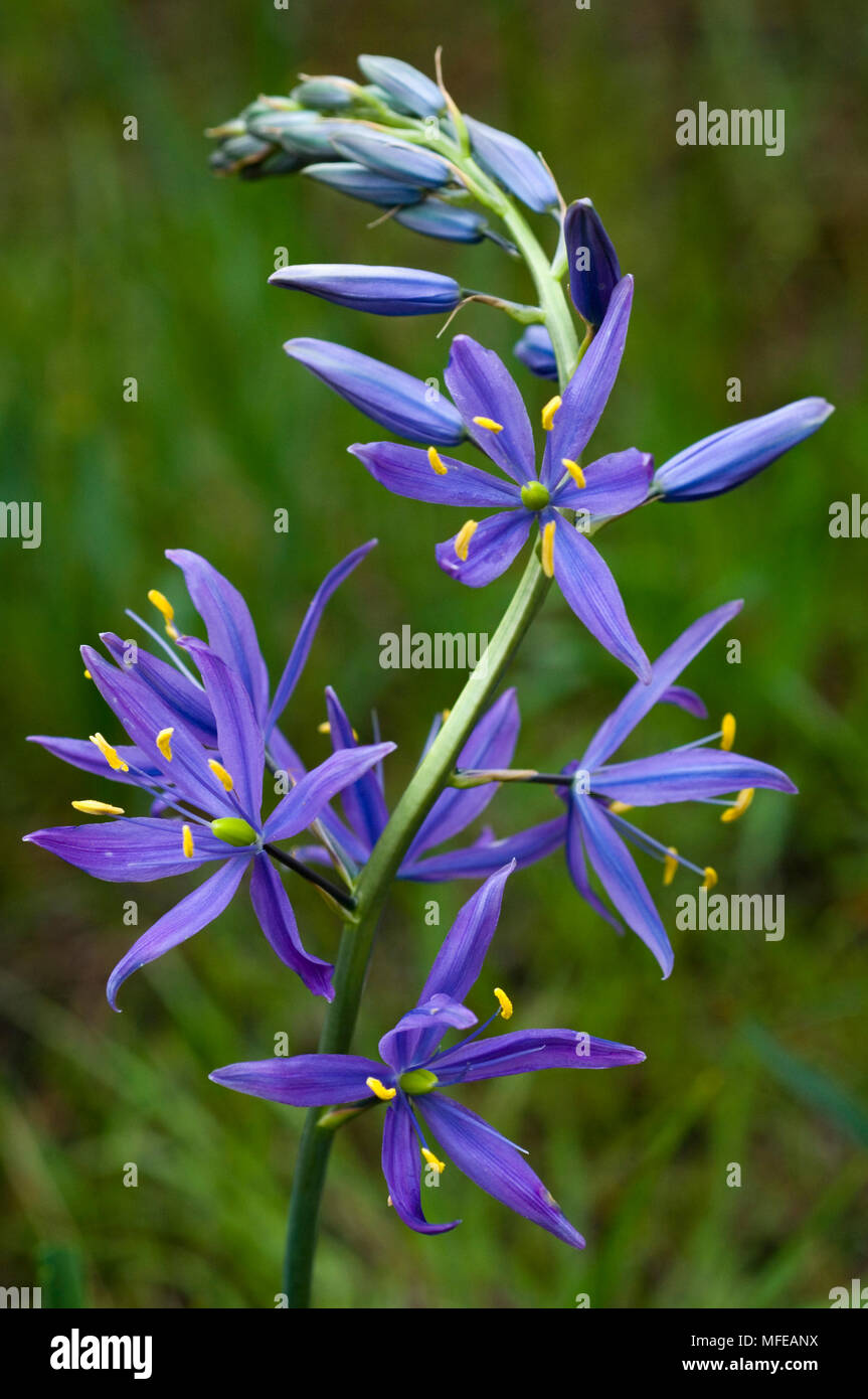 CAMAS Camassia quamash commune rivière Illinois Valley montagnes Siskiyou, le sud de l'Oregon Banque D'Images