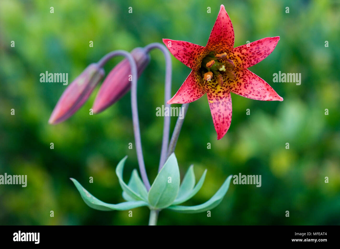 L'ISOÈTE DE LILY Lilium endémique bolanderi Biscuit zone d'incendie, Rough & Ready Creek, montagnes Siskiyou, le sud de l'Oregon, USA Banque D'Images