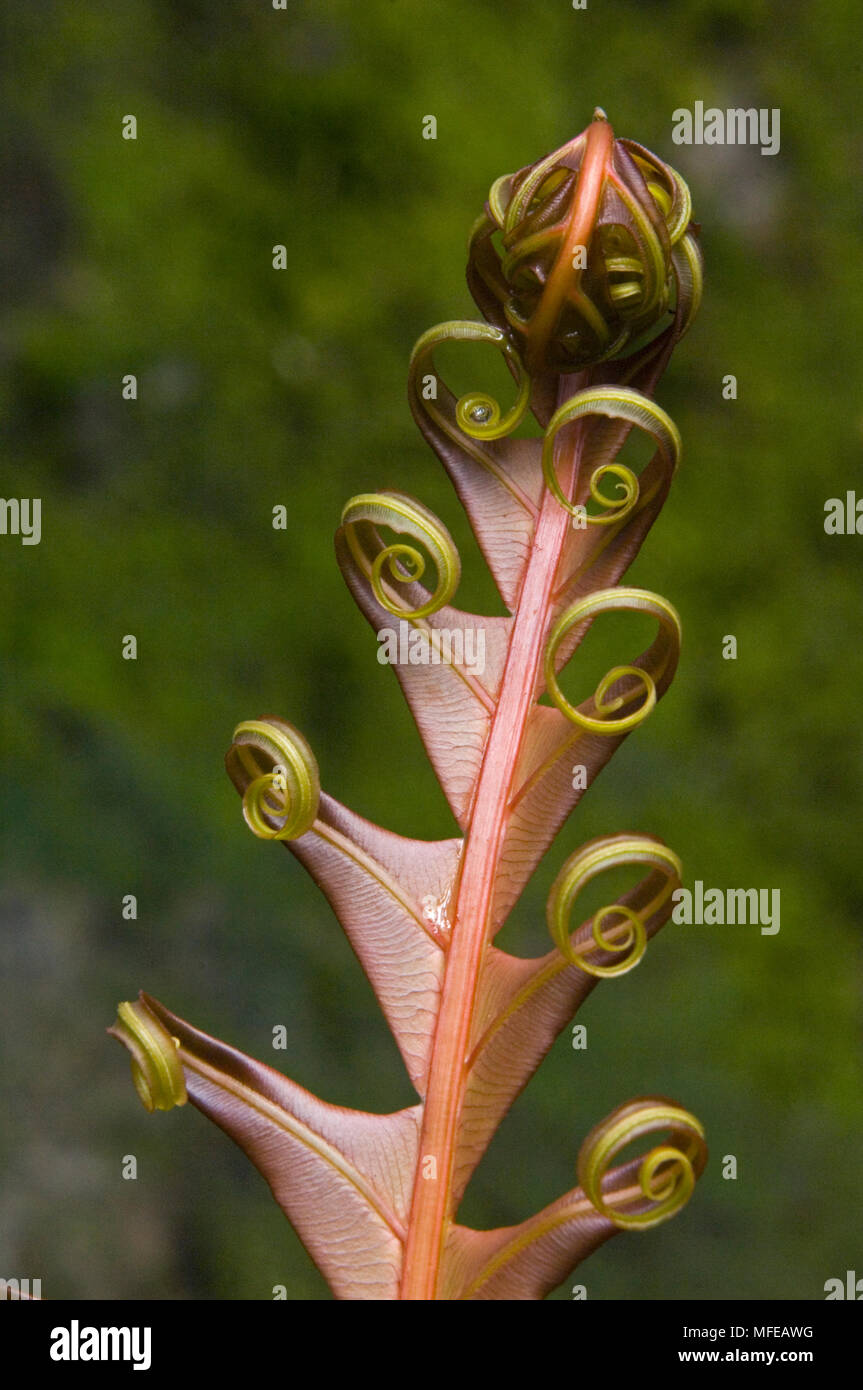 Déploiement de fougère, les forêts de montagne du Parc National d'Itatiaia, forêt atlantique, sud est du Brésil Banque D'Images