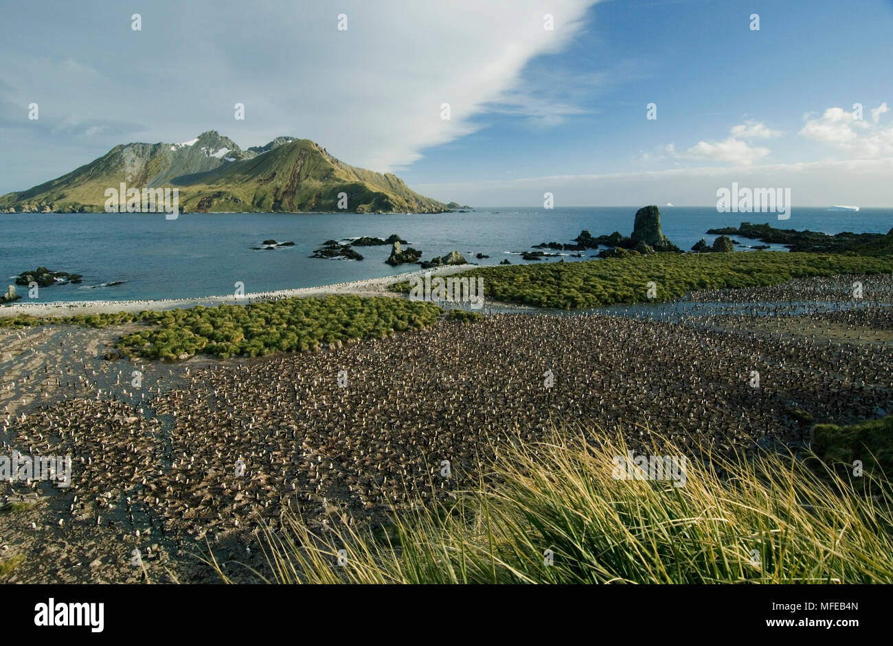 Colonie de manchots à jugulaire Pygoscelis antarctica Géorgie du Sud Banque D'Images