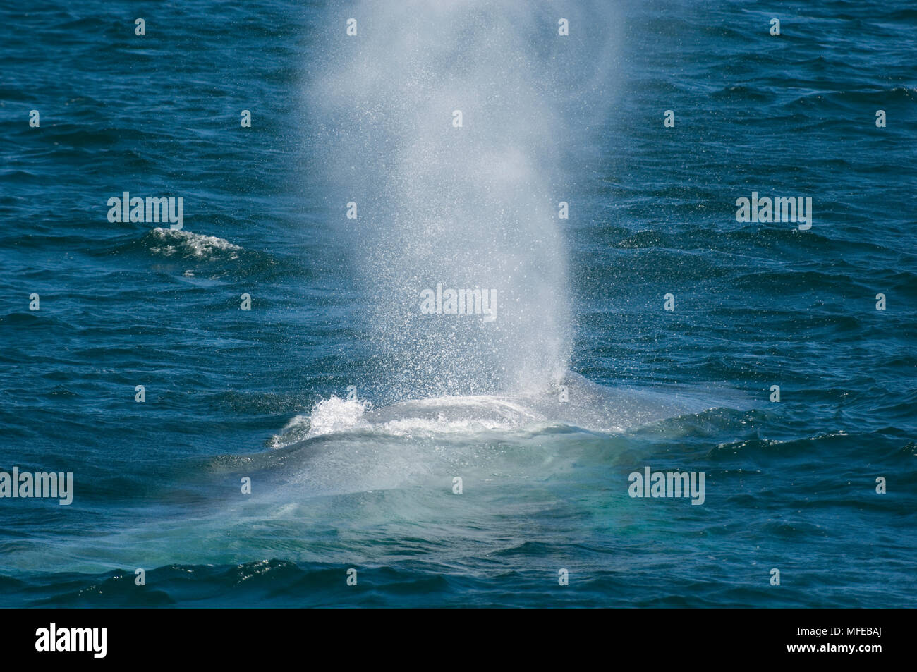Rorqual bleu Balaenoptera musculus soufflant à la surface de la mer Cortes, Mexique Banque D'Images