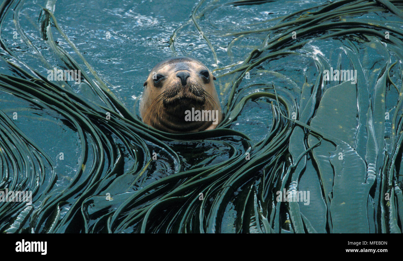 La mer d'Amérique du Sud (Otaria byronia) Femmes dans le varech, îles Falkland. Banque D'Images
