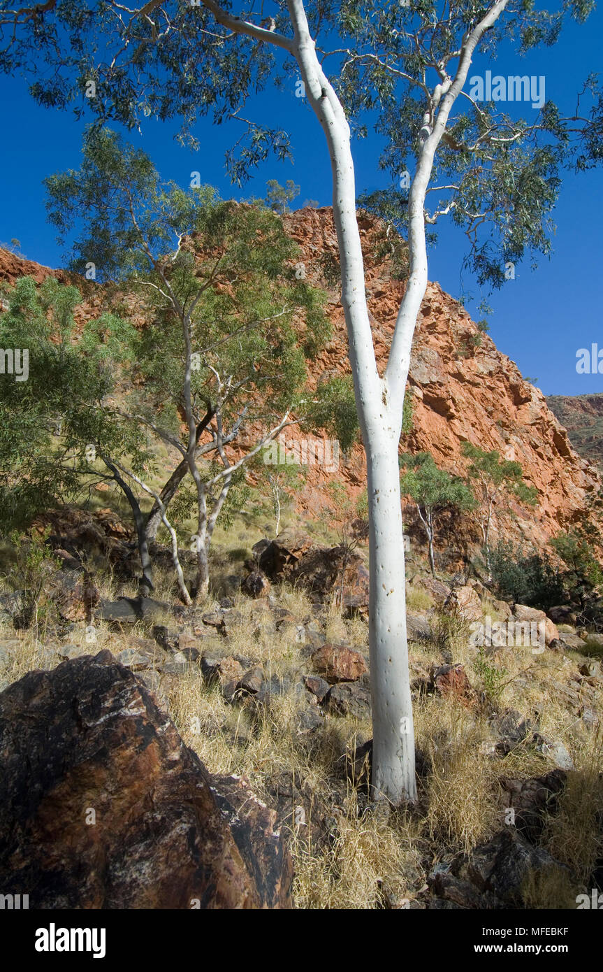 GHOST GUM TREE, Eucalyptus papuana ; Ormiston Gorge, Australie Banque D'Images