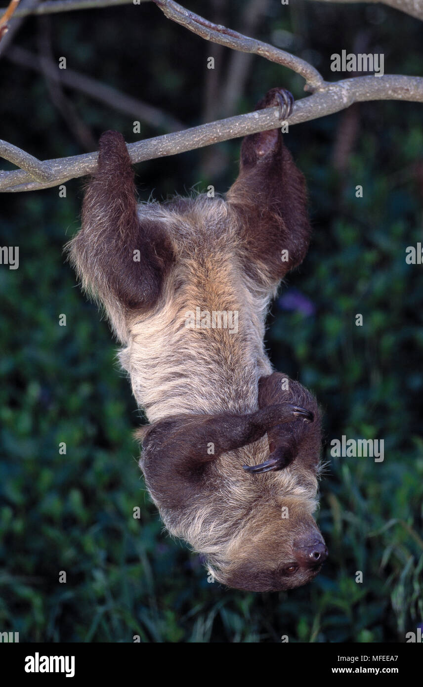 HOFFMANN'S DEUX-TOED SLOTH Choloepus hoffmanni pendu par les pattes arrière Banque D'Images