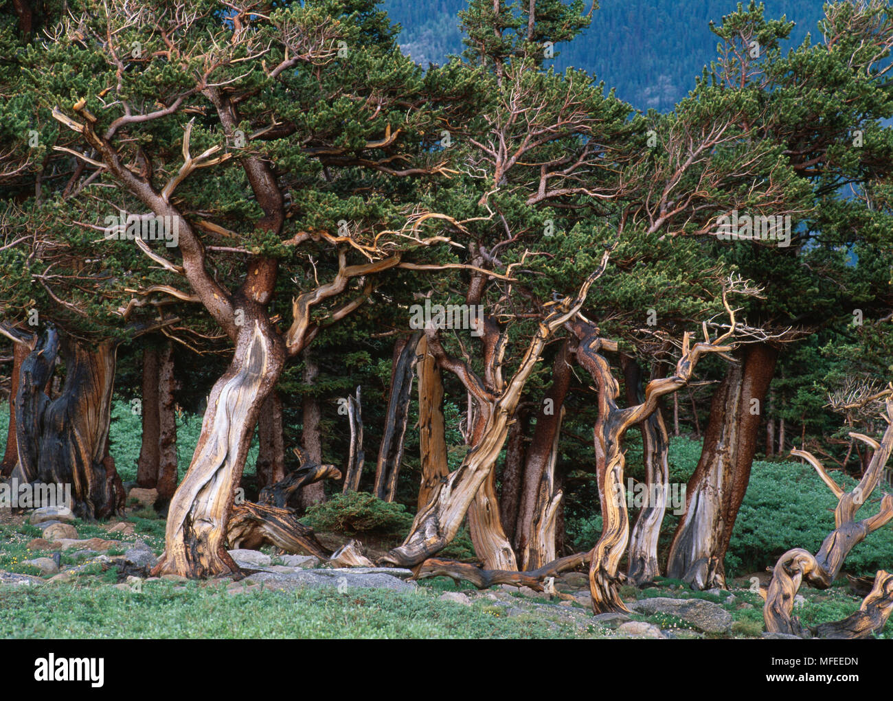 BRISTLECONE pine Pinus aristata en ligne bois (11000 pieds) Mount Evans, Colorado, le centre-ouest USA Banque D'Images