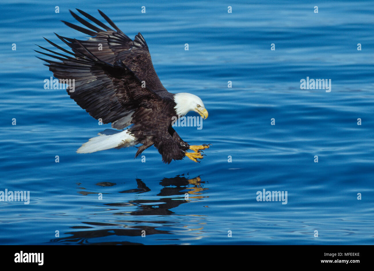 Pygargue à tête blanche Haliaeetus leucocephalus en vol, de la pêche, de l'Alaska, USA. Banque D'Images