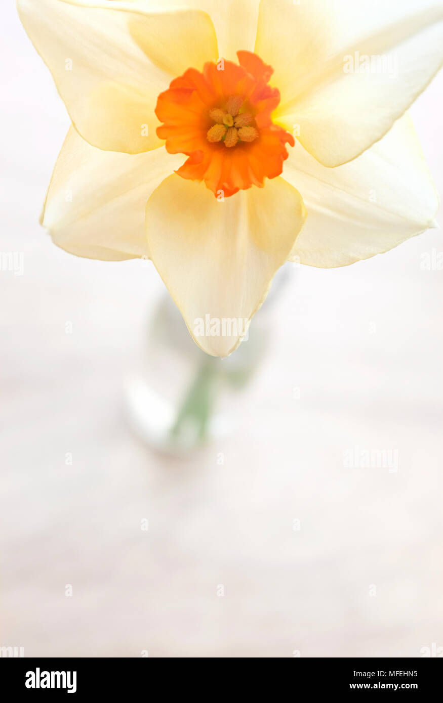 La jonquille à tige unique vase en verre Banque D'Images