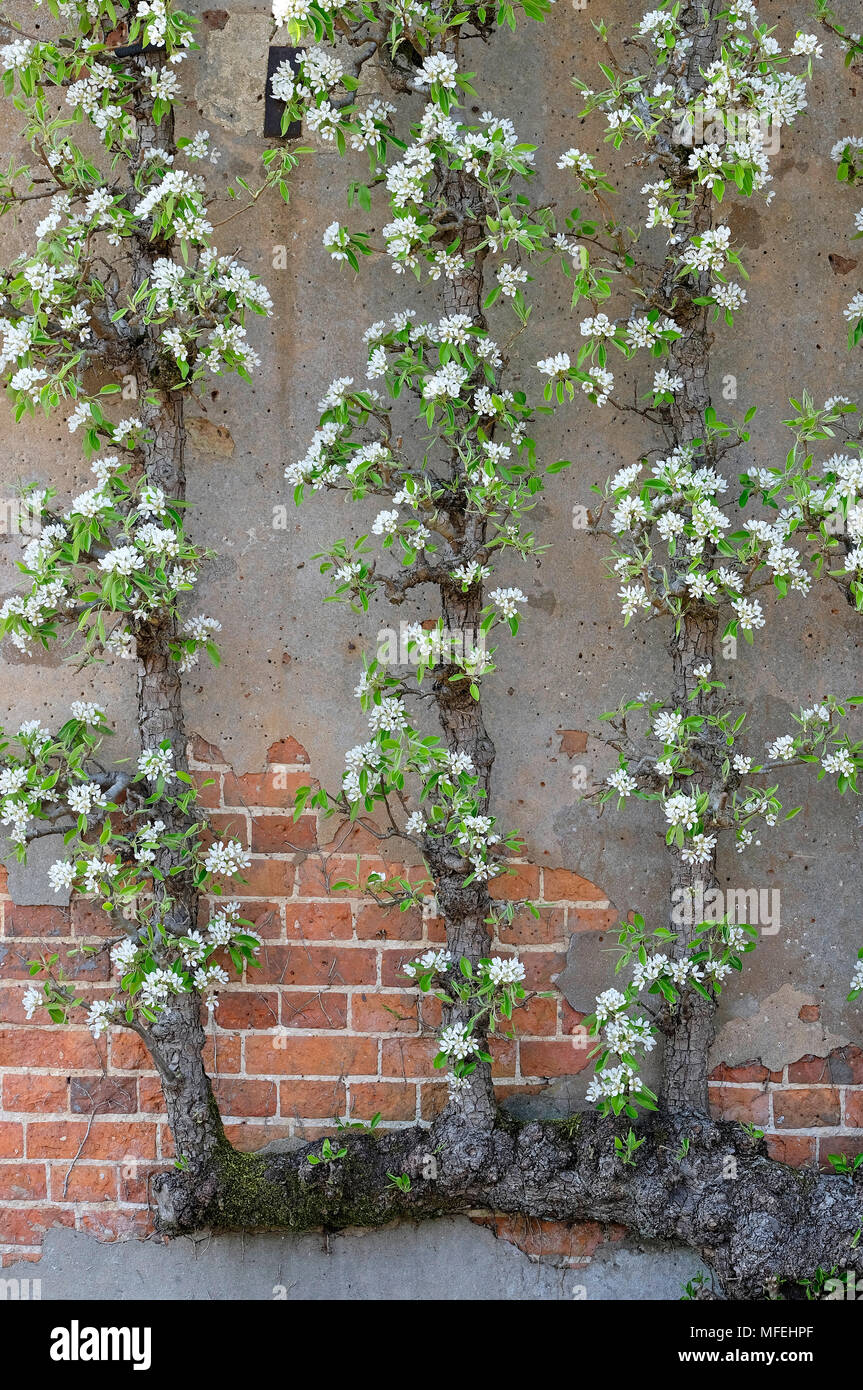 Floraison espaliered pear tree dans jardin clos, Norfolk, Angleterre Banque D'Images