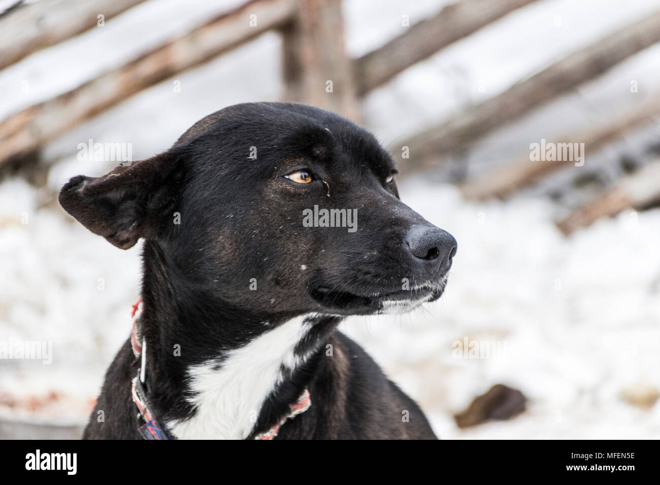 Un chien avec un regard expressif Banque D'Images