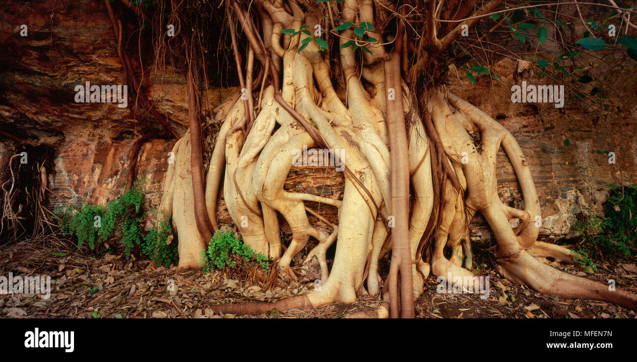 Figuier (Ficus spp.), les racines de cette fig stradle une falaise, parc national de Karijini, Western Australia, Australia Banque D'Images