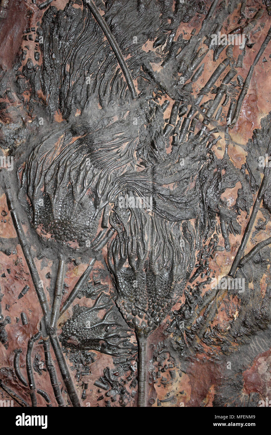 Les Crinoïdes fossiles du Silurien Scyphocrinites elegans, Maroc Banque D'Images