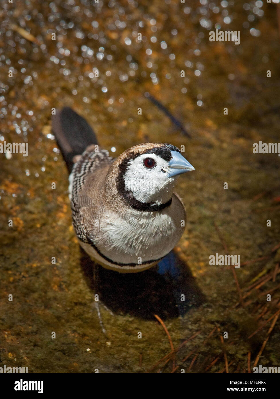Double-prescription Finch (Taeniopygia bichenovii), Fam. Estrildidae, baignade en eau peu profonde d'oiseaux trou, Oxley Wild River National Park, New South Wales, un Banque D'Images