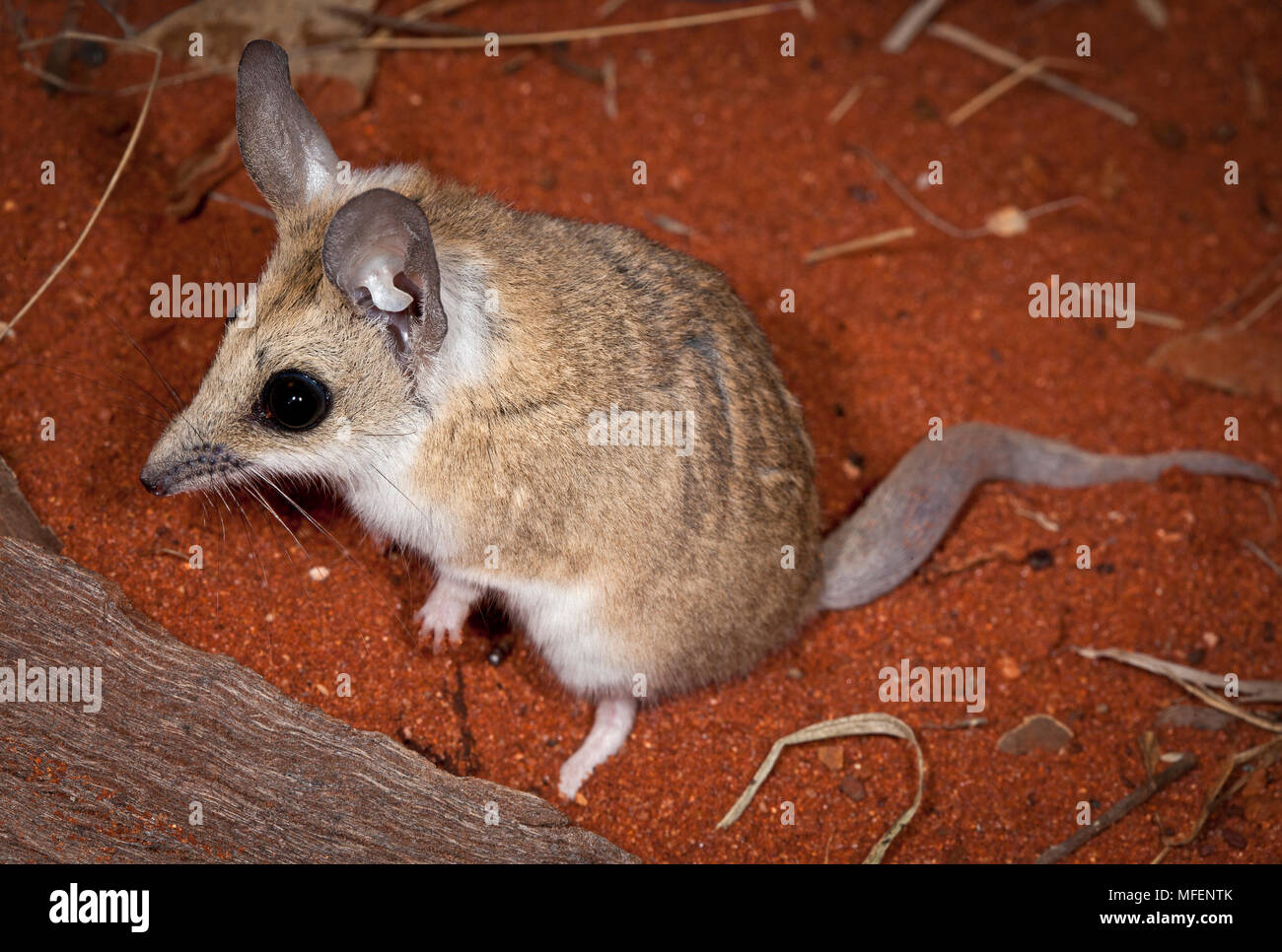 Dunnart à queue grasse (Sminthopsis crassicaudata), Fam. Dasyuridae, Marsupialia, espèces des zones arides, les captifs, Université de la Nouvelle-Angleterre, de sorte Banque D'Images