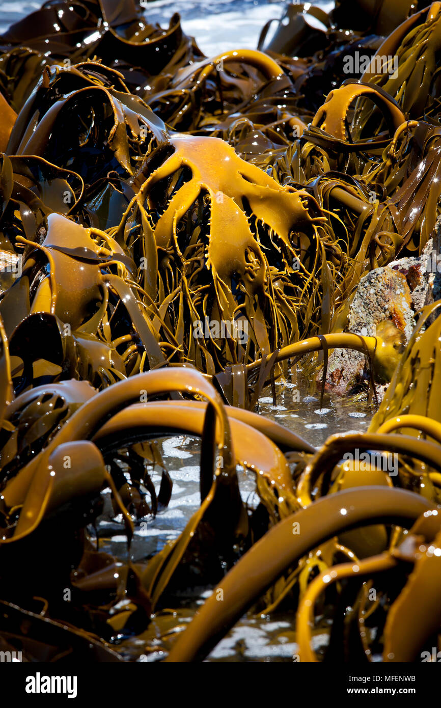 Varech géant (Macrocystis angustifolia), le haut de ces forêts sous-marines sont exposés durant la marée basse, parc national de Freycinet, Tasmanie, Australie Banque D'Images