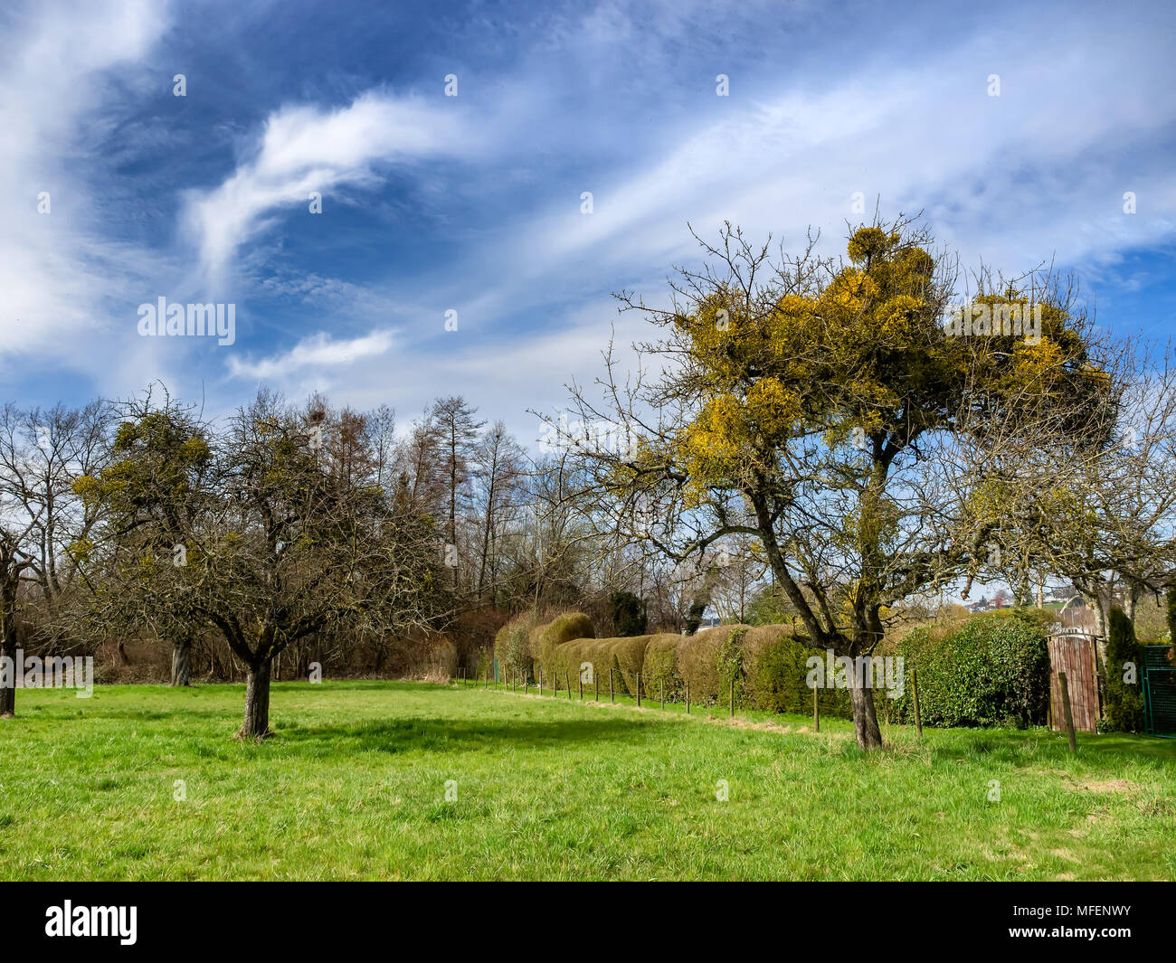 Le gui dans les arbres en croissance au printemps près de Bodensee, Allemagne Banque D'Images