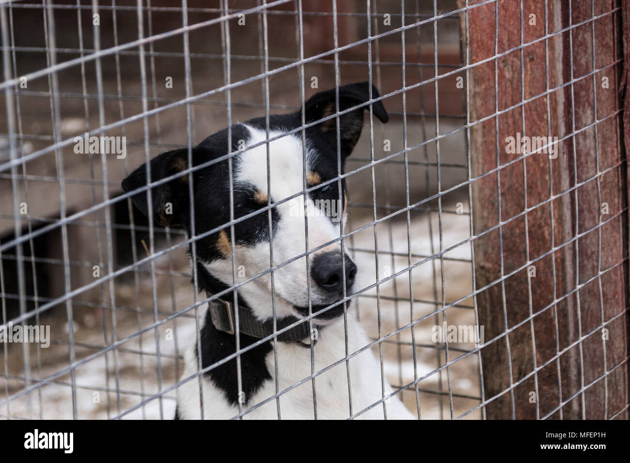 Deux chiens derrière la grille de la cage Banque D'Images