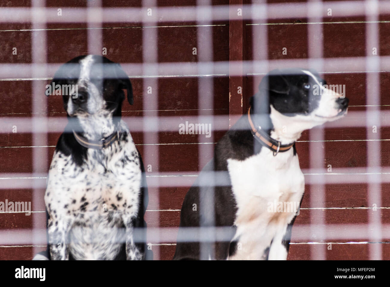 Deux chiens derrière la grille de la cage Banque D'Images
