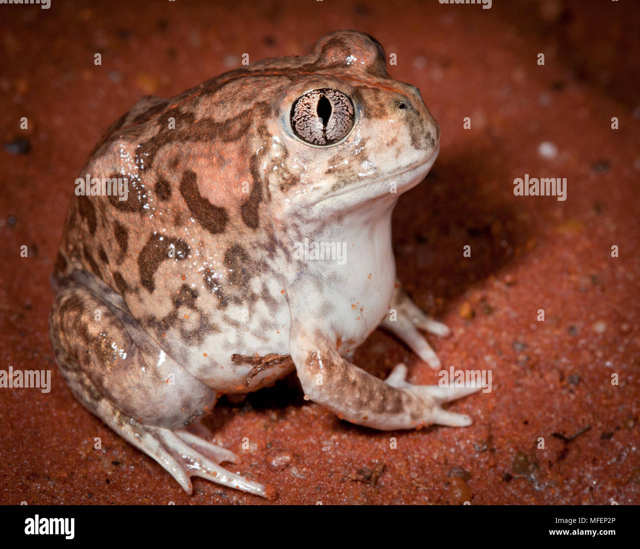 Grenouille des pluies du désert Banque de photographies et d’images à haute résolution Alamy