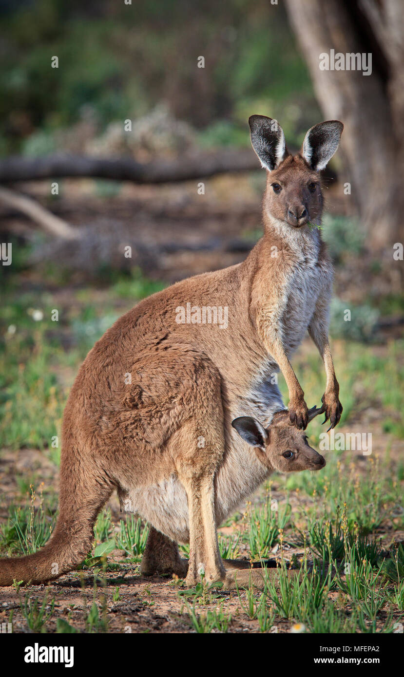 Kangourou gris de l'Ouest (Macropus fuliginosus melanops), Fam. Macropididae, Marsupialia, Femme avec poche young, Parc National de Kinchega, New South Wale Banque D'Images