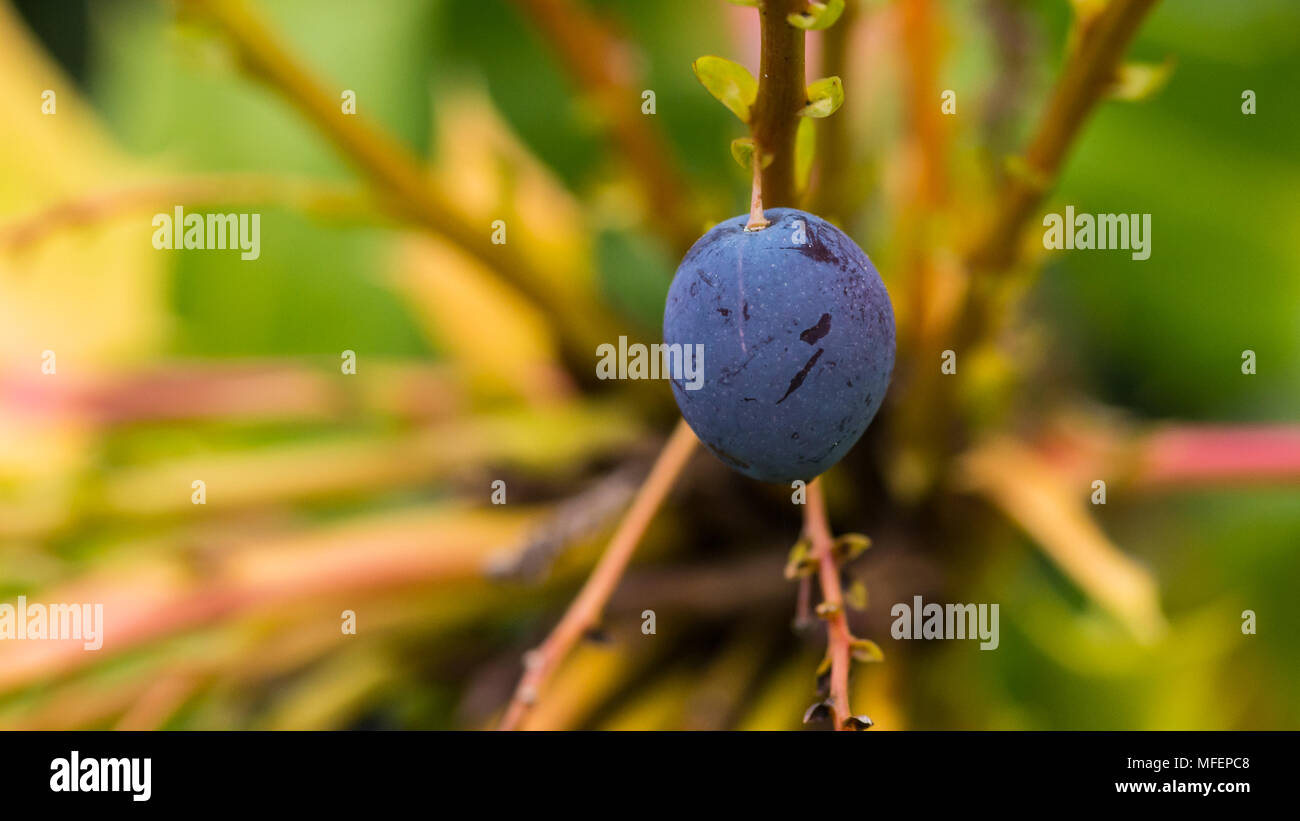 Une macro shot of a black mahonia japonica bush berry. Banque D'Images