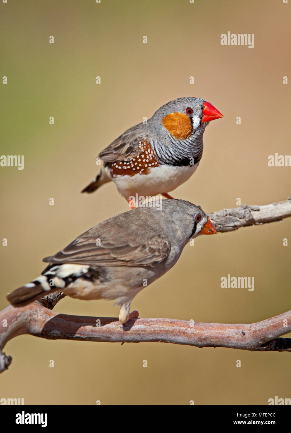 Diamant mandarin (Taeniopygia guttata), Fam. Estrildidae, paire au féminin en avant et l'homme dans le dos, Andado, Territoire du Nord, Australie Banque D'Images