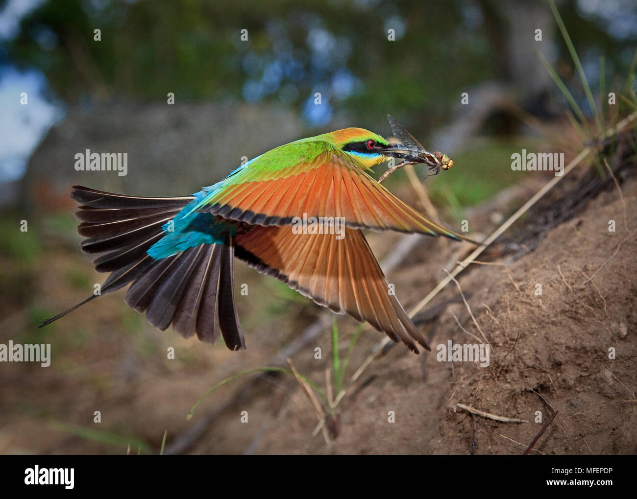 Rainbow Guêpier (Merops ornatus), Fam. Meropidae, homme, à l'atterrissage à nid tunnel, Oxley Wild River National Park, New South Wales, Australia Banque D'Images