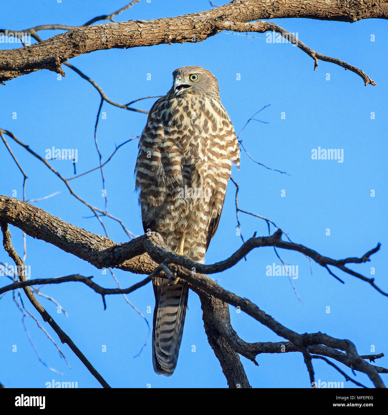 Brown Autour des palombes (Accipiter fasciatus), Fam. Laridés, Mulyangarie juvénile, l'Australie du Sud, Australie Banque D'Images