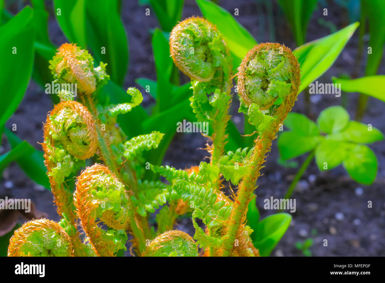 Les pousses de germination d'une fougère Banque D'Images