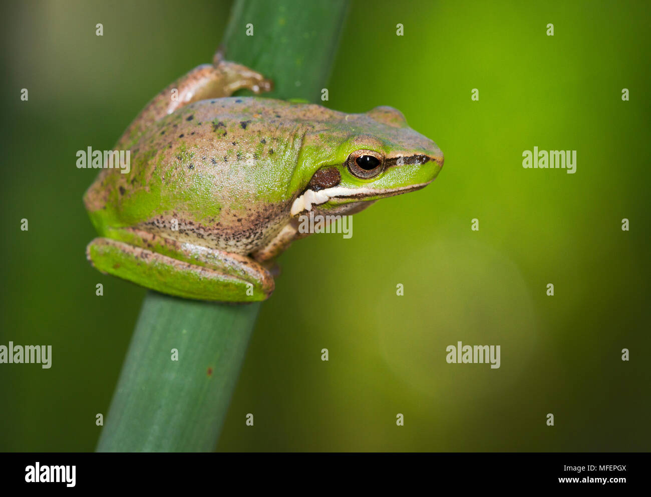 Litoria fallax nain), Fam. Hylidae, Oxley Wild River National Park, New South Wales, Australia Banque D'Images