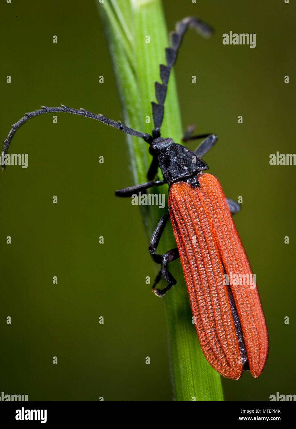 Net-Porrostoma rhipidium scarabée ailé ( ; Fam. Lycidae à ailes [Net] Coléoptères), Oxley Wild River National Park, New South Wales, Australia Banque D'Images