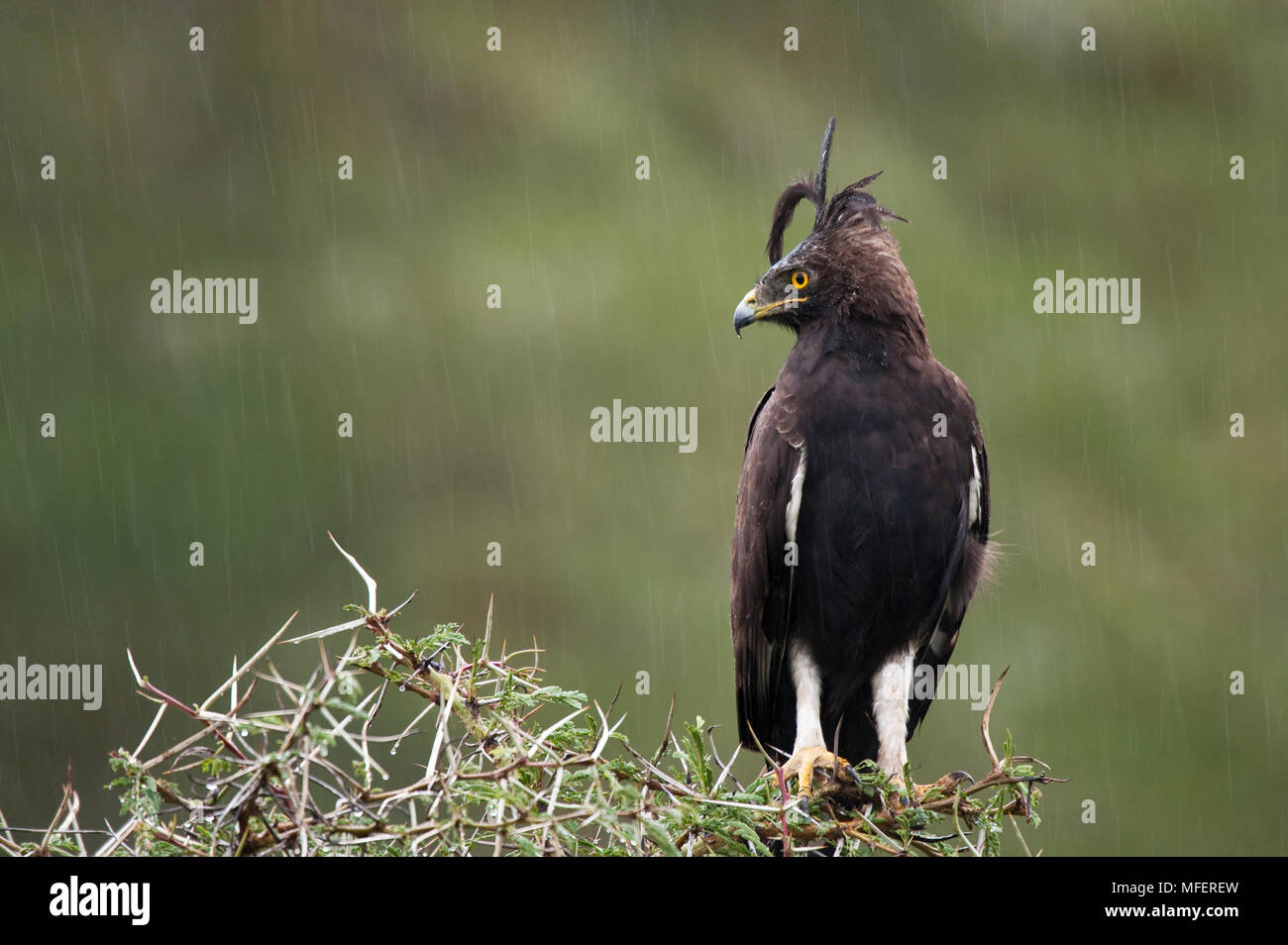 Dans l'aigle à heay rain, Lophaetus occipital ; parc national du lac Nakuru, au Kenya. Banque D'Images