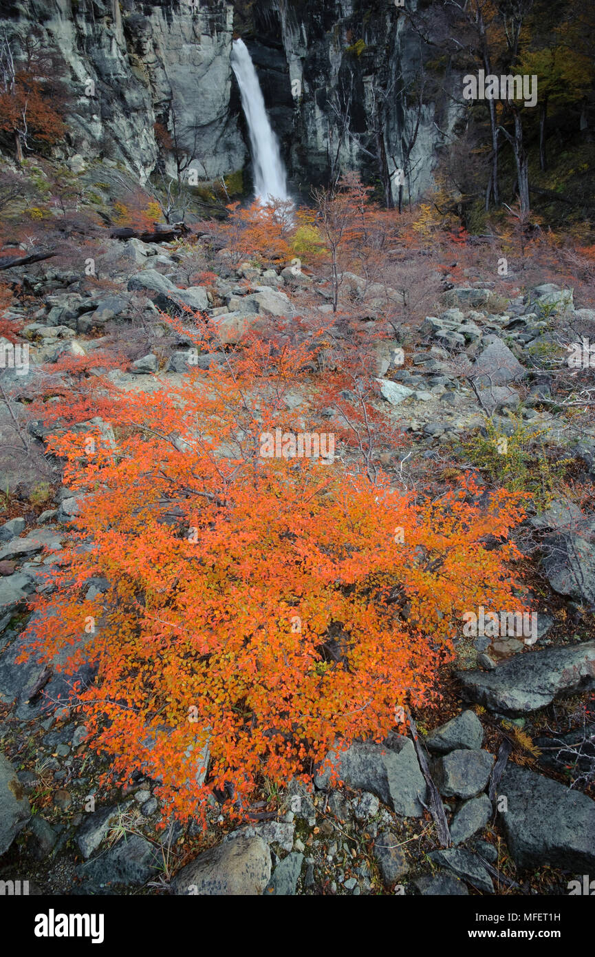 Nothofagus hêtre en automne et cascade Chorrillo del Salto, près de El Chalten, le Parc National Los Glaciares, en Argentine. Parc National des Pa Banque D'Images