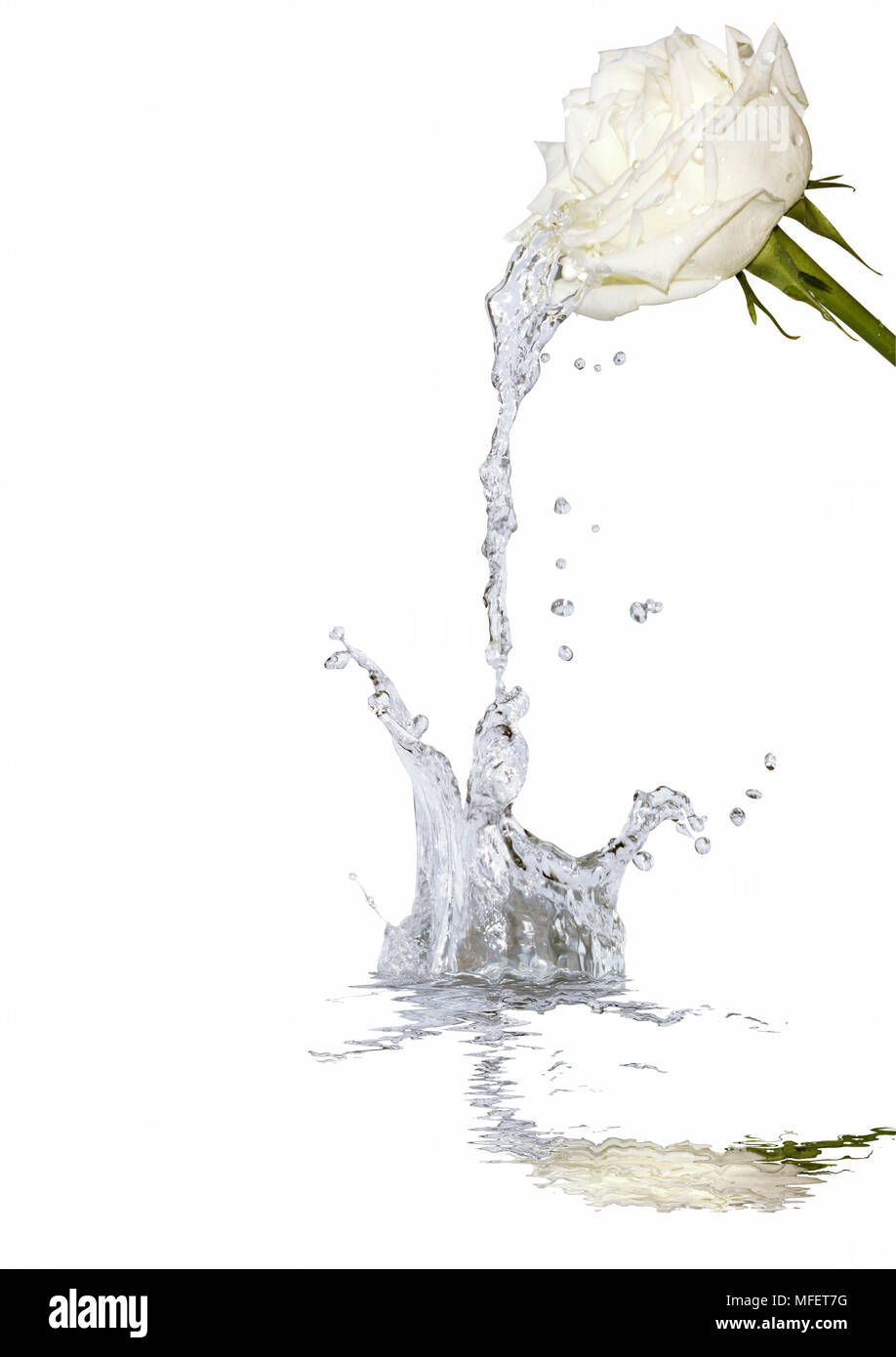 Résumé fond à la rose et aux projections d'eau. Isolated on white with clipping path Banque D'Images