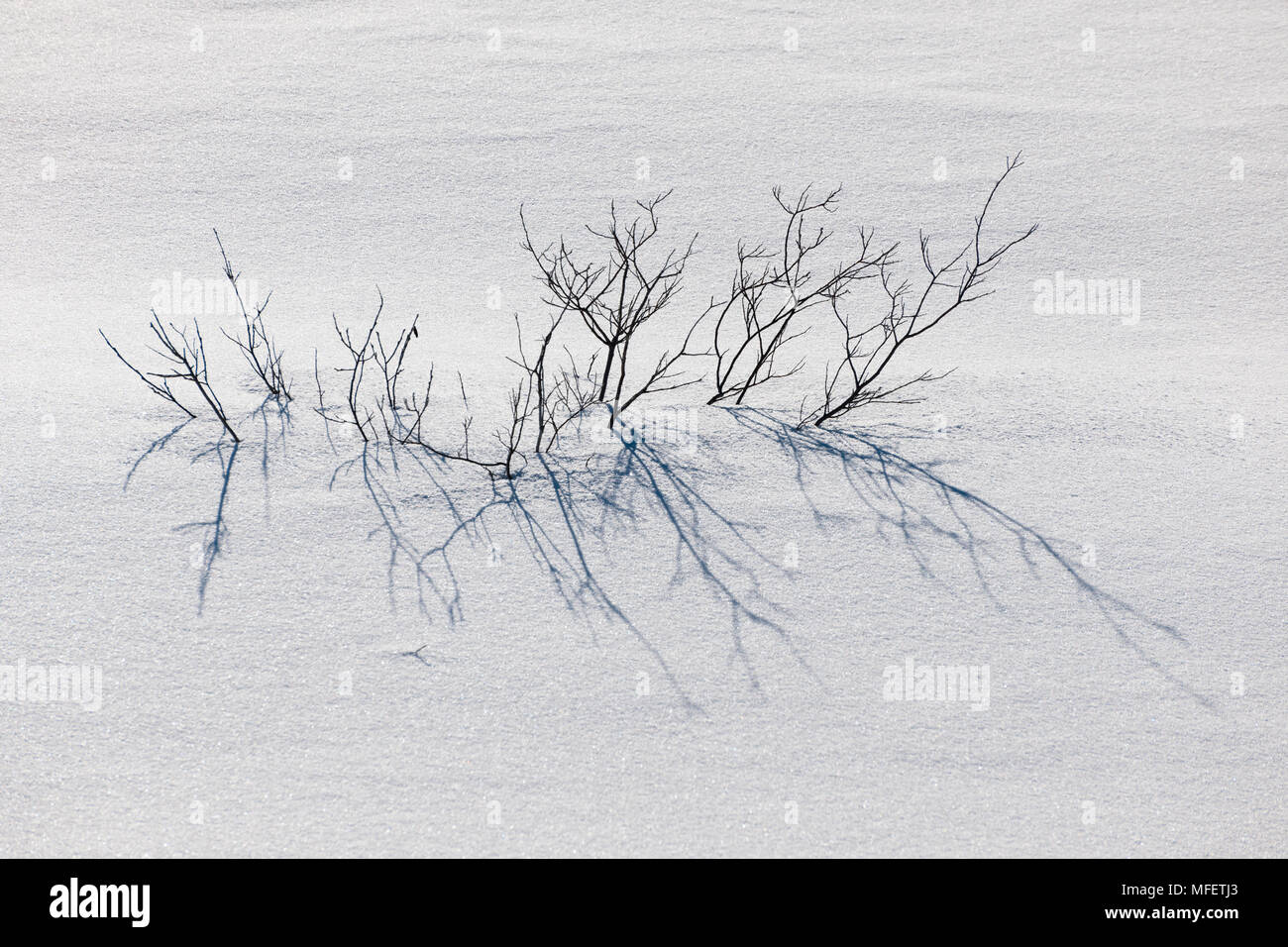 Willow enterré dans la neige profonde, l'Alberta, Canada. Banque D'Images